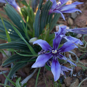 Image of Babiana cuneata J. C. Manning & Goldblatt