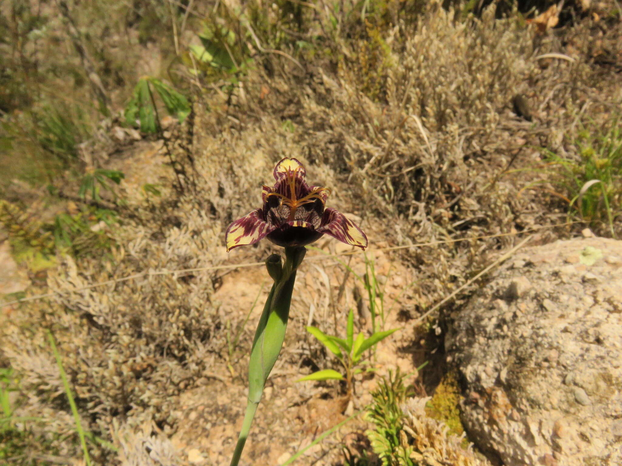 Image of Tigridia bicolor Molseed