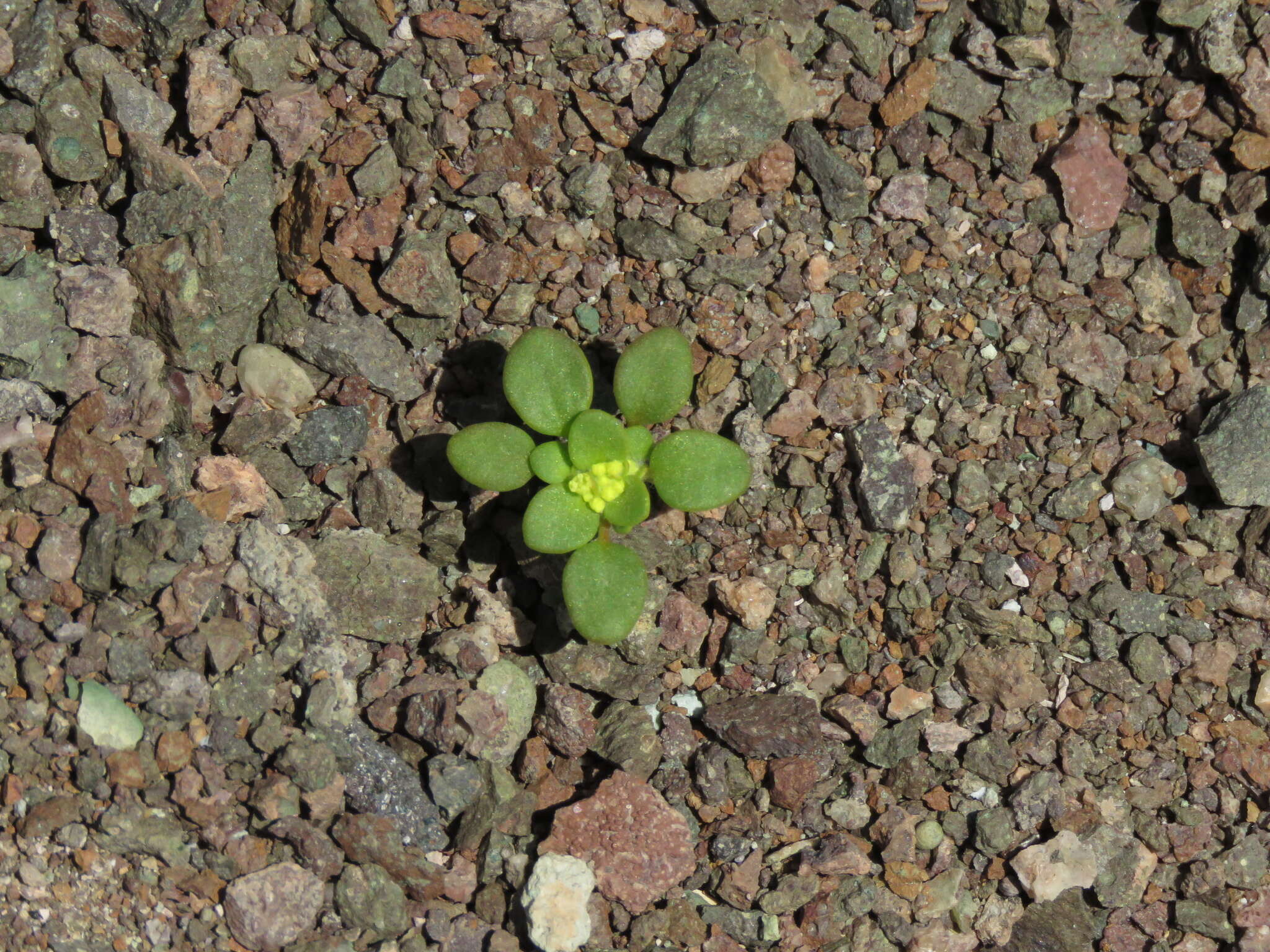 Image of goldencarpet