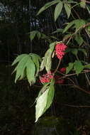 Image of Red-berried Elder