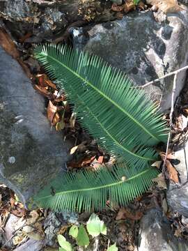 Image of Dioon angustifolium Miq.