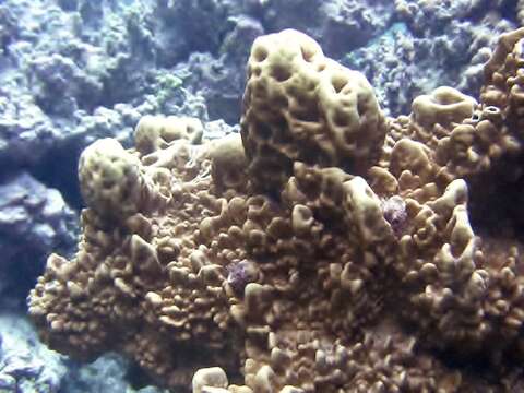 Image of Fire coral