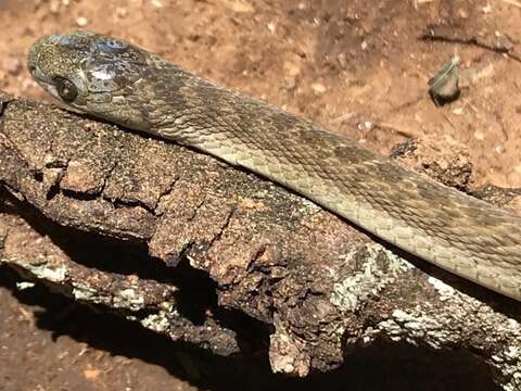 Plancia ëd Dasypeltis scabra (Linnaeus 1758)