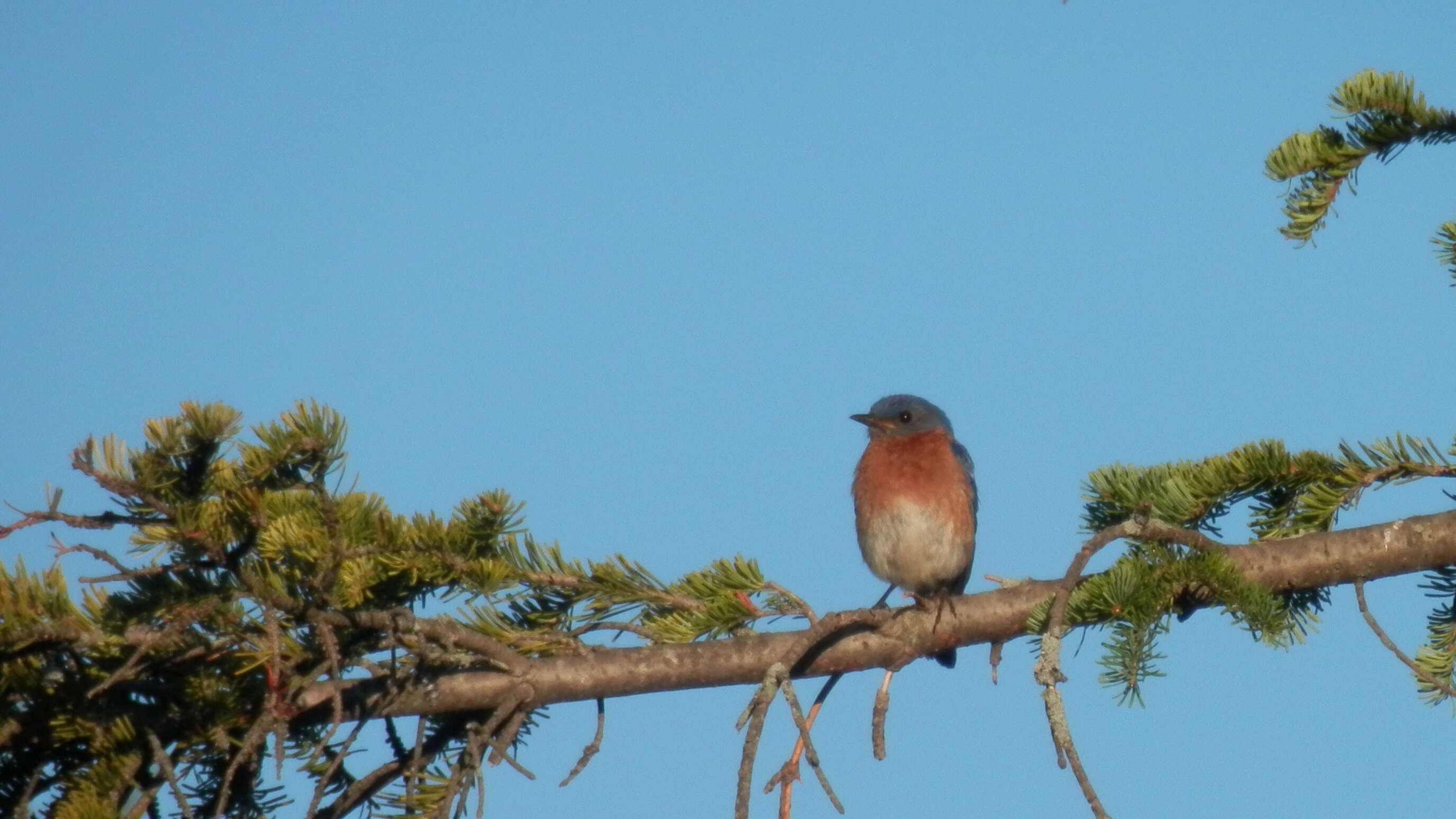 Image of Eastern Bluebird