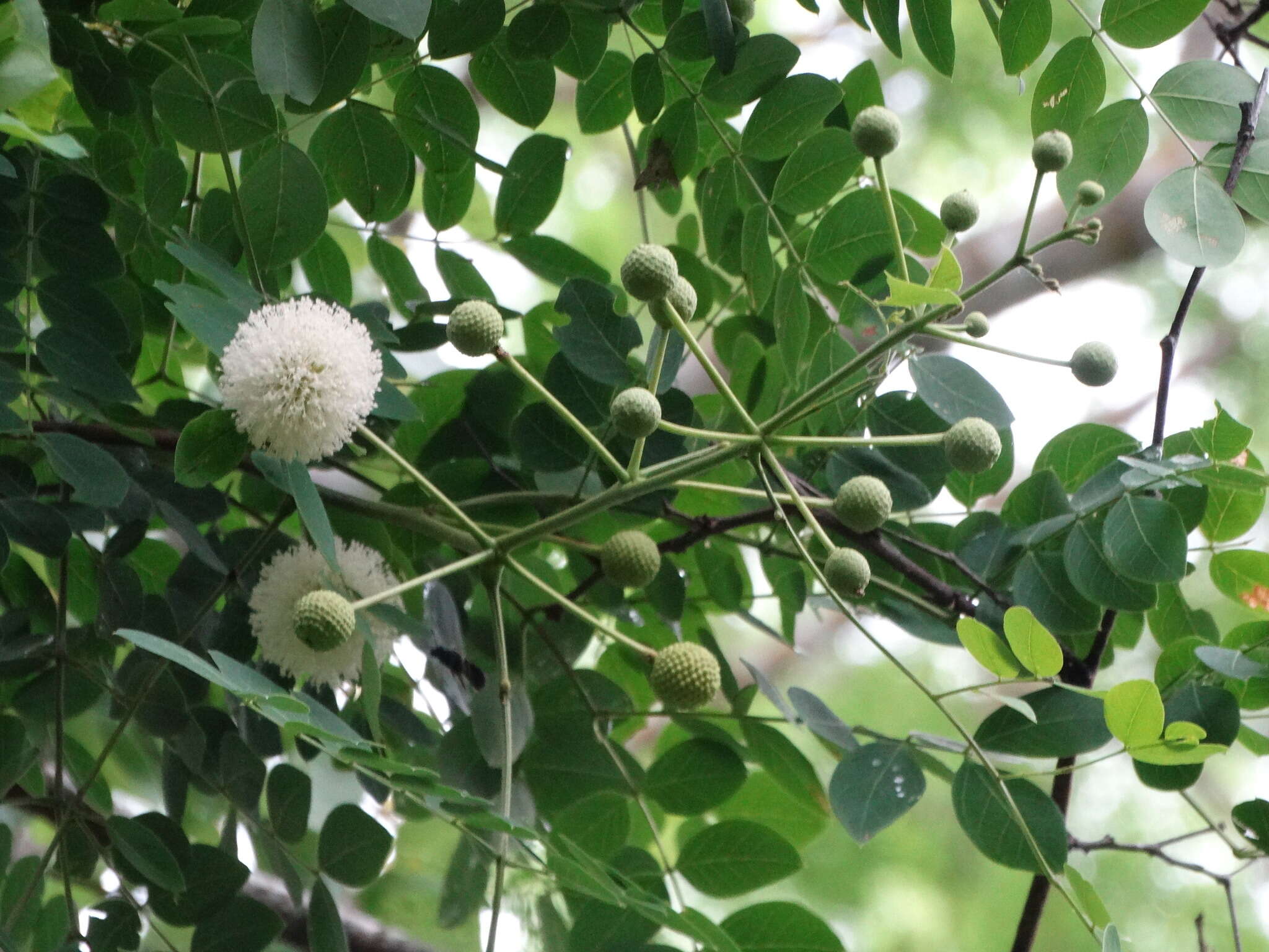 Leucaena lanceolata var. lanceolata的圖片