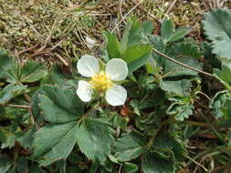 Image de Fragaria ananassa subsp. cuneifolia (Nett. ex Howell) G. Staudt