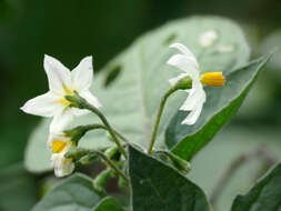 Image of European Black Nightshade