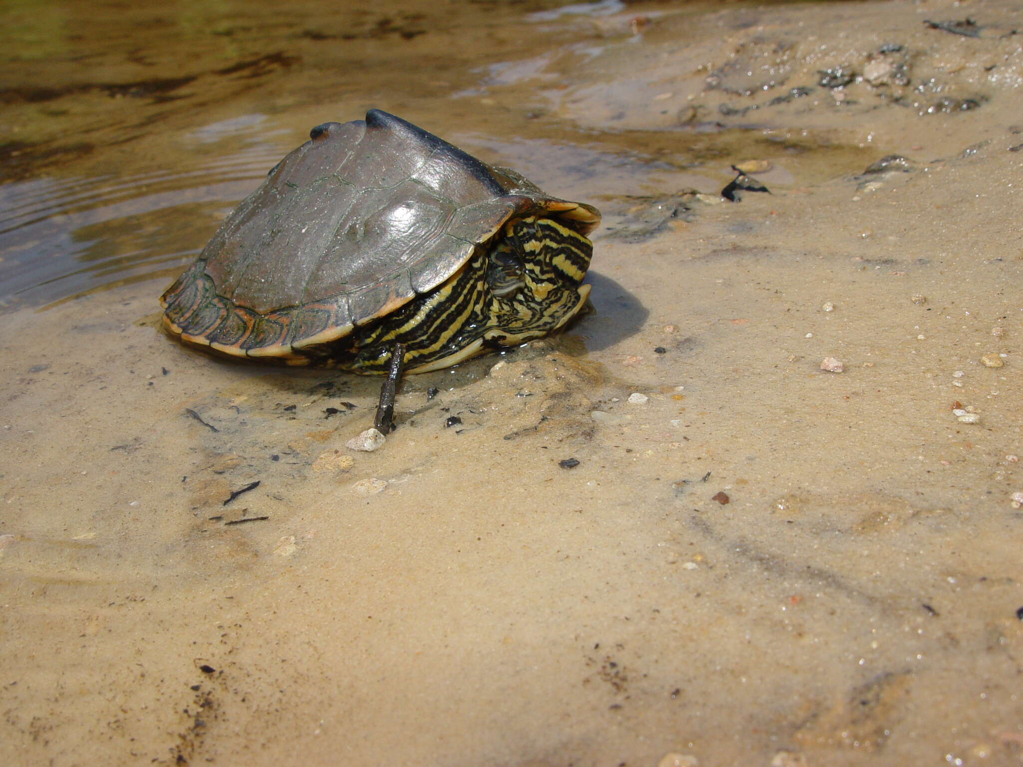 Image of Escambia Map Turtle