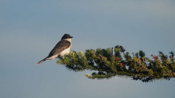 Image of Eastern Kingbird