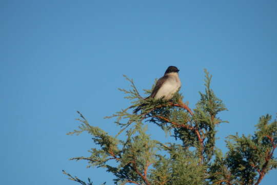 Image of Eastern Kingbird