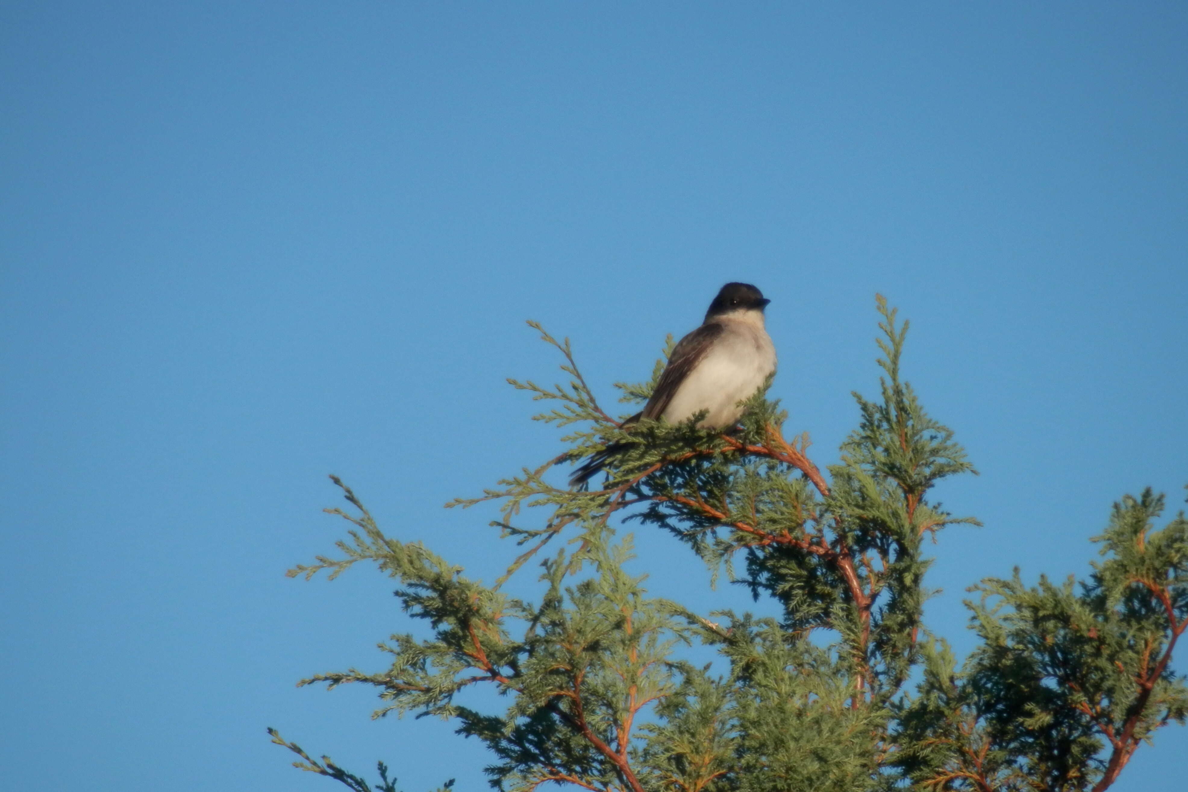 Image of Eastern Kingbird