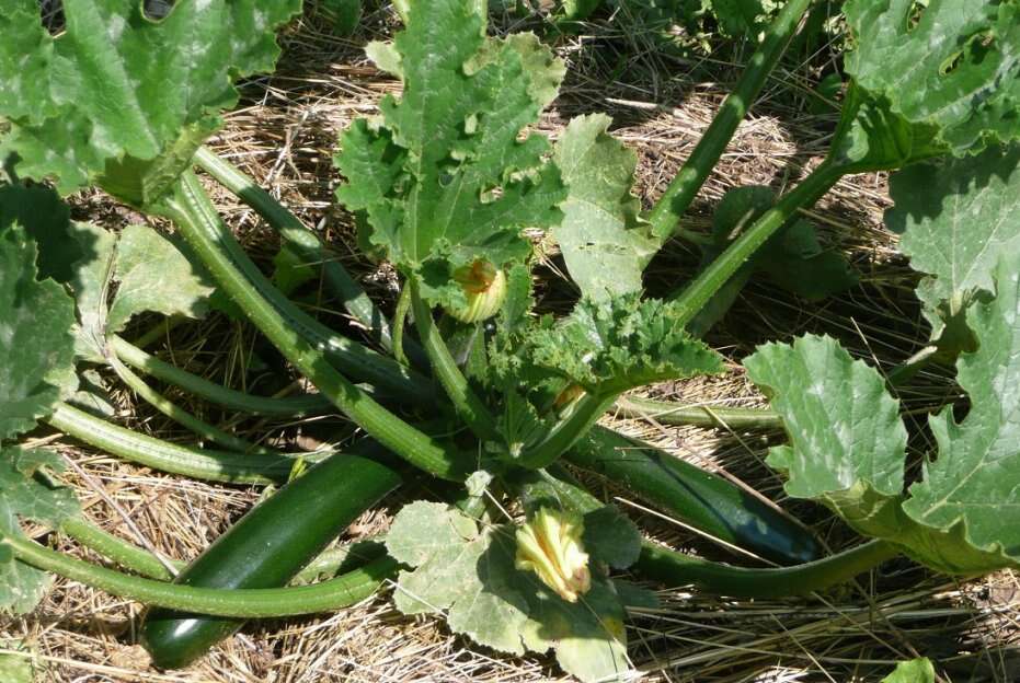 Image of field pumpkin