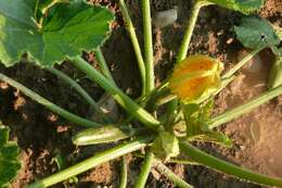 Image of field pumpkin