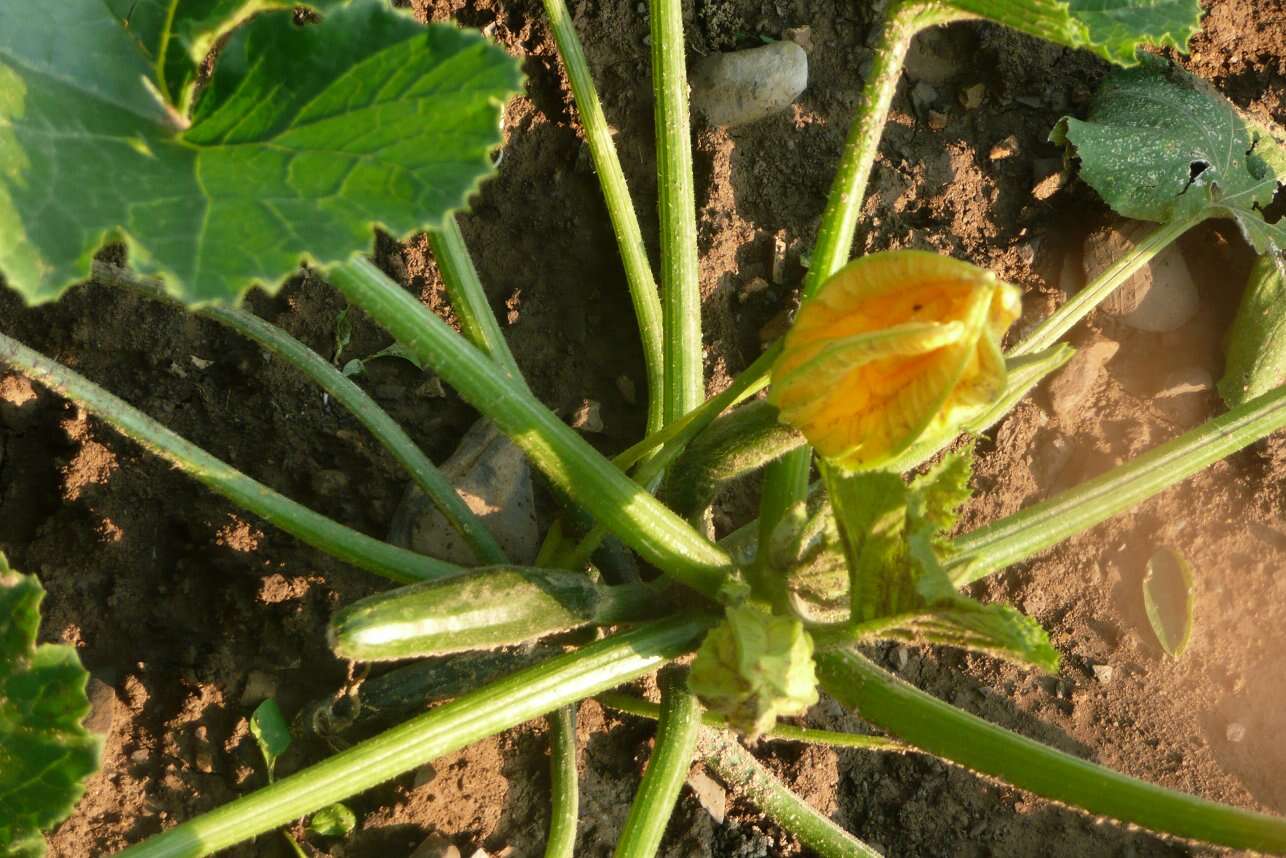 Image of field pumpkin