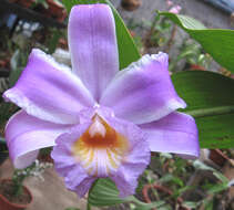 Image of Sobralia decora Bateman