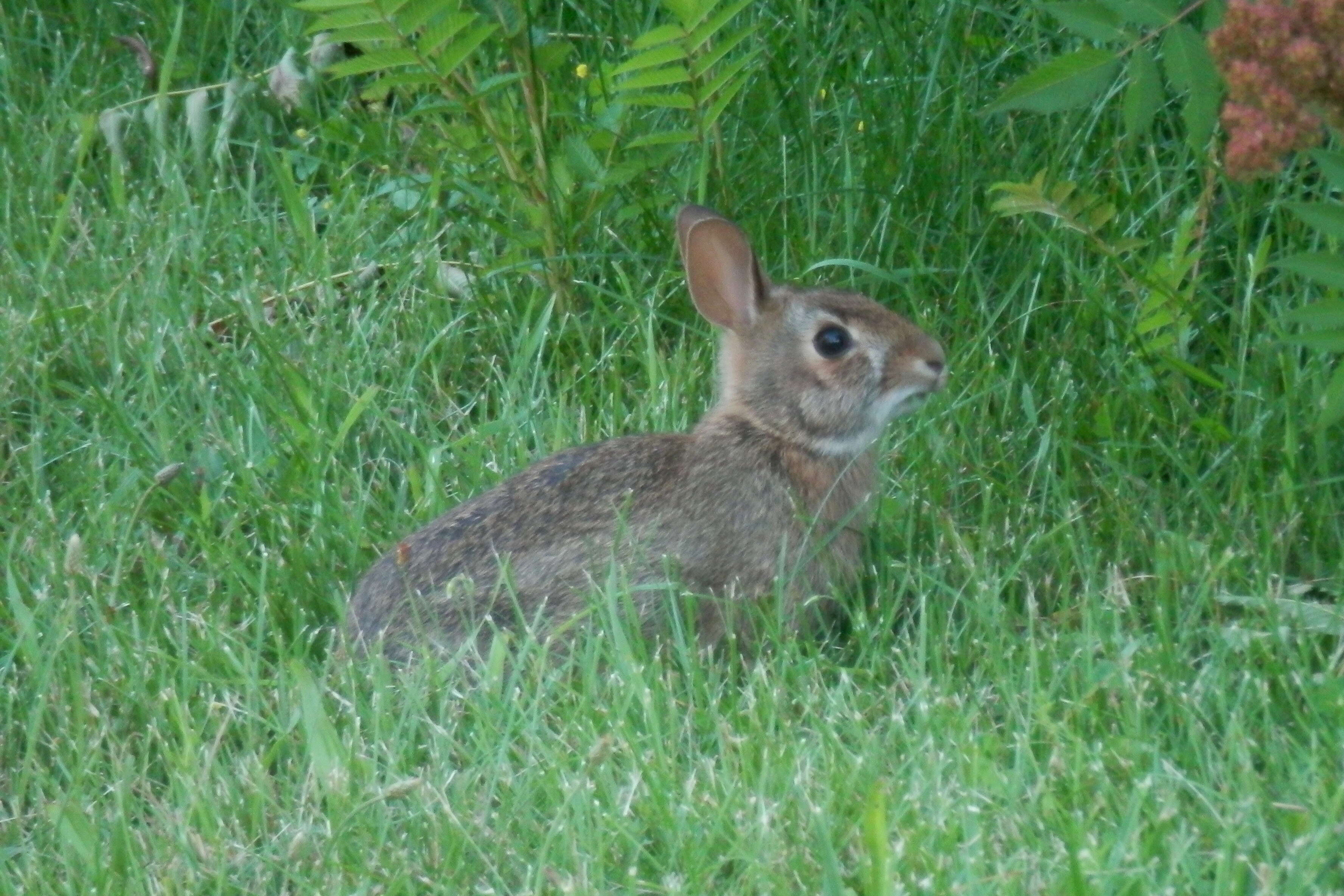 Image of eastern cottontail