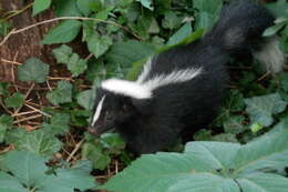 Image of Hooded and Striped Skunks