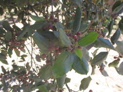 Rhamnus glandulosa Ait. resmi