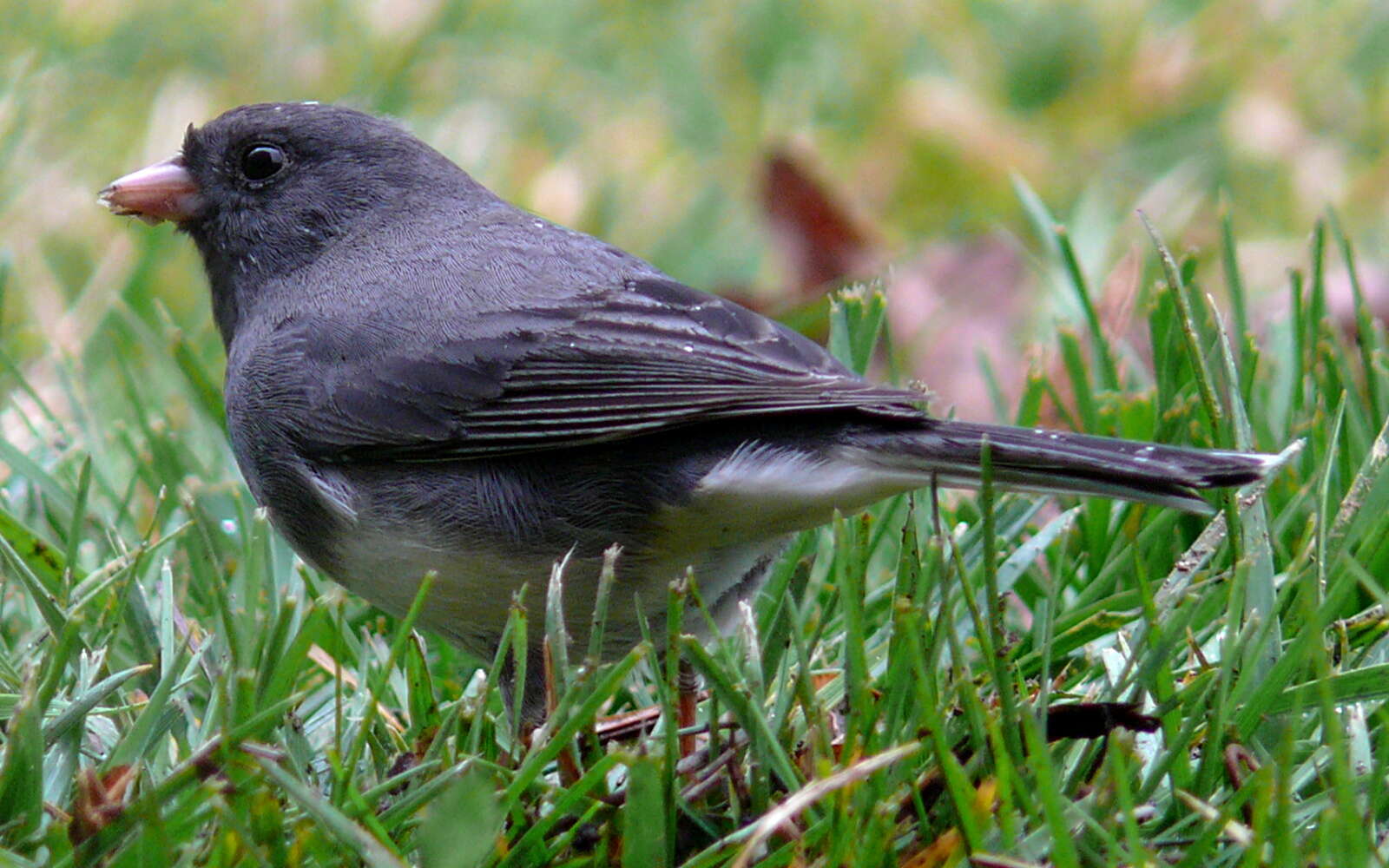 Image of juncos