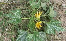 Image of field pumpkin