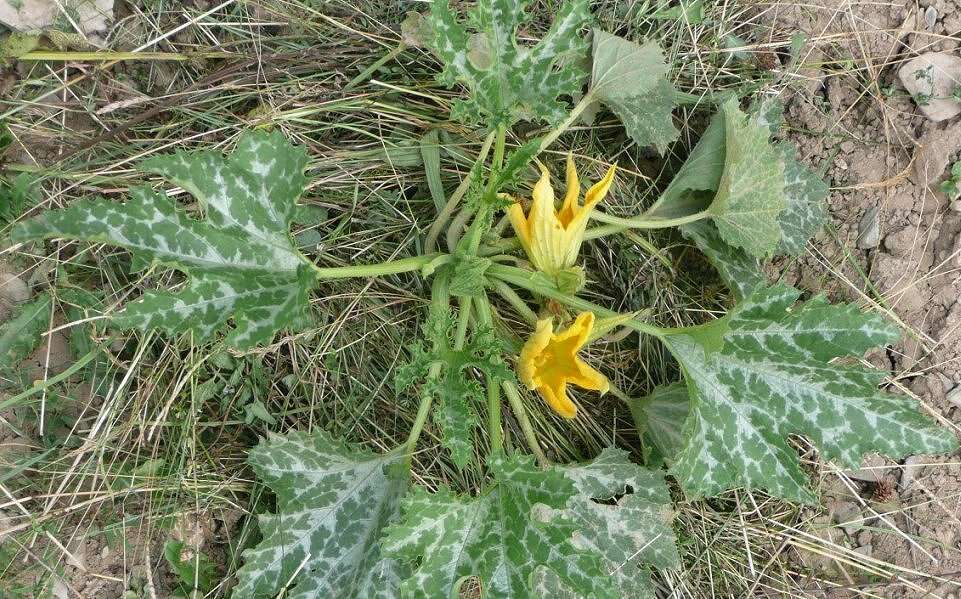 Image of field pumpkin