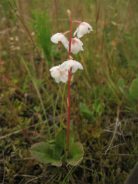 Plancia ëd Pyrola rotundifolia subsp. rotundifolia