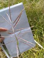 Image of Caucasian bluestem