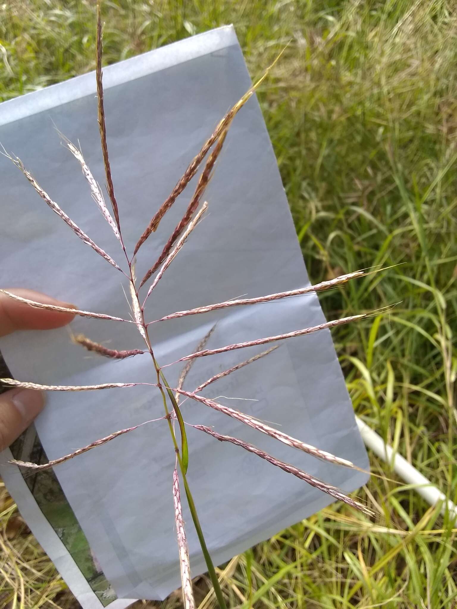 صورة Bothriochloa bladhii (Retz.) S. T. Blake