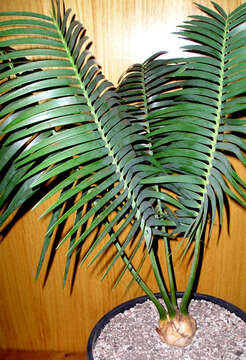 Image of Cycad