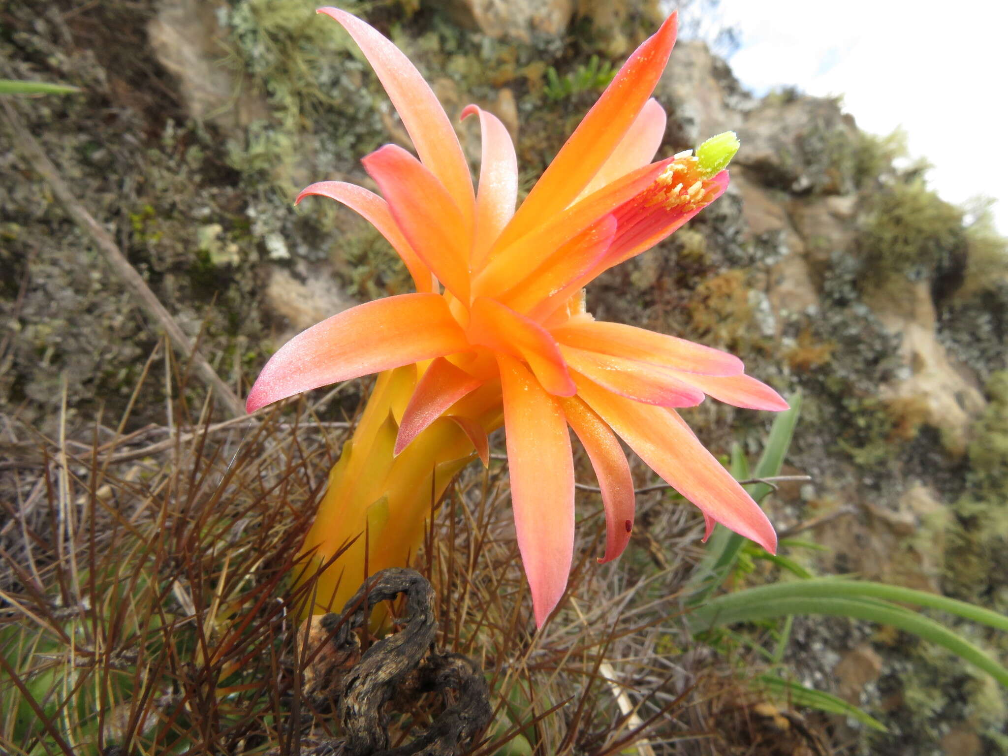 Image of Matucana aurantiaca (Vaupel) Buxb.