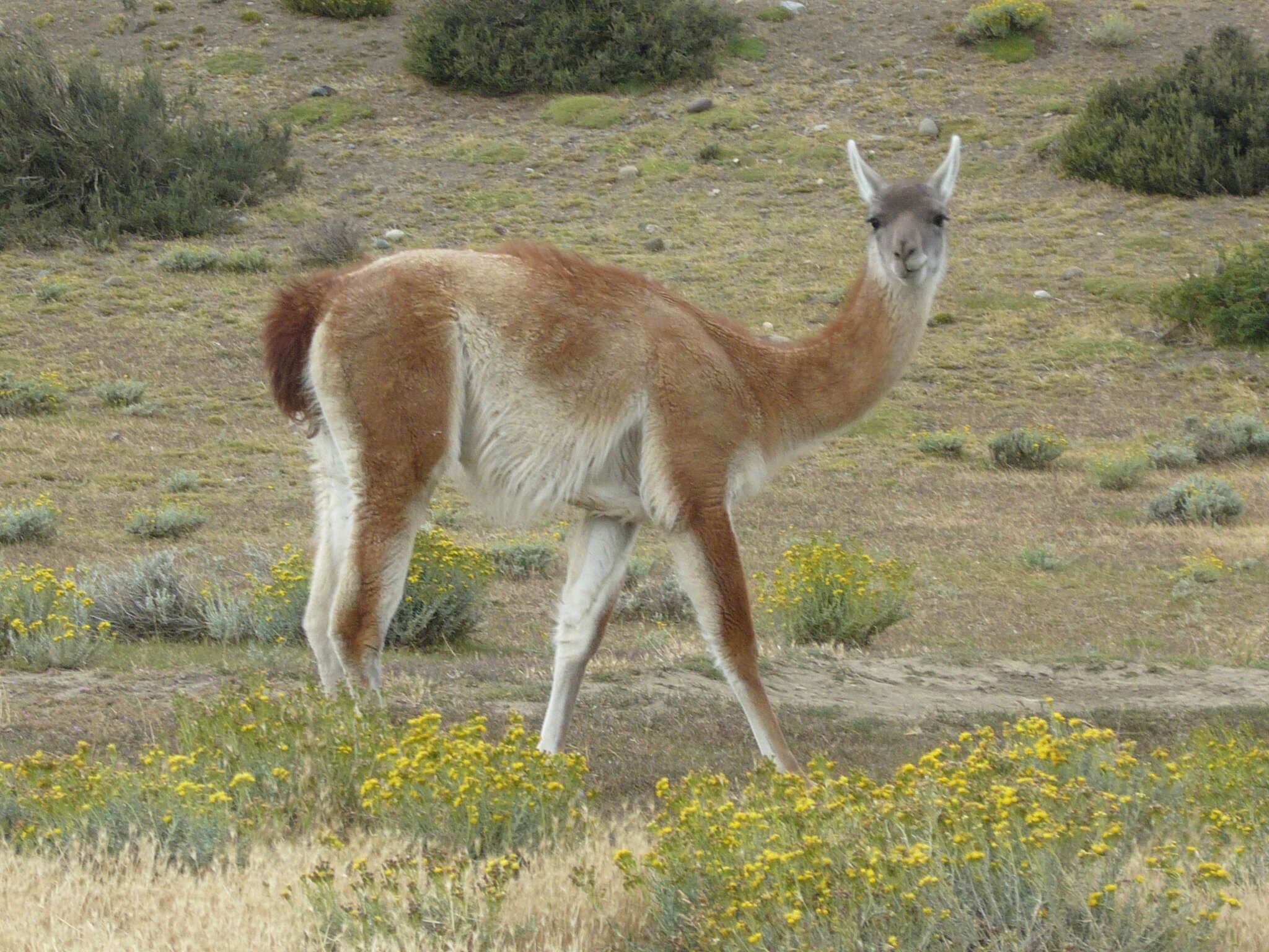 Image of Guanaco