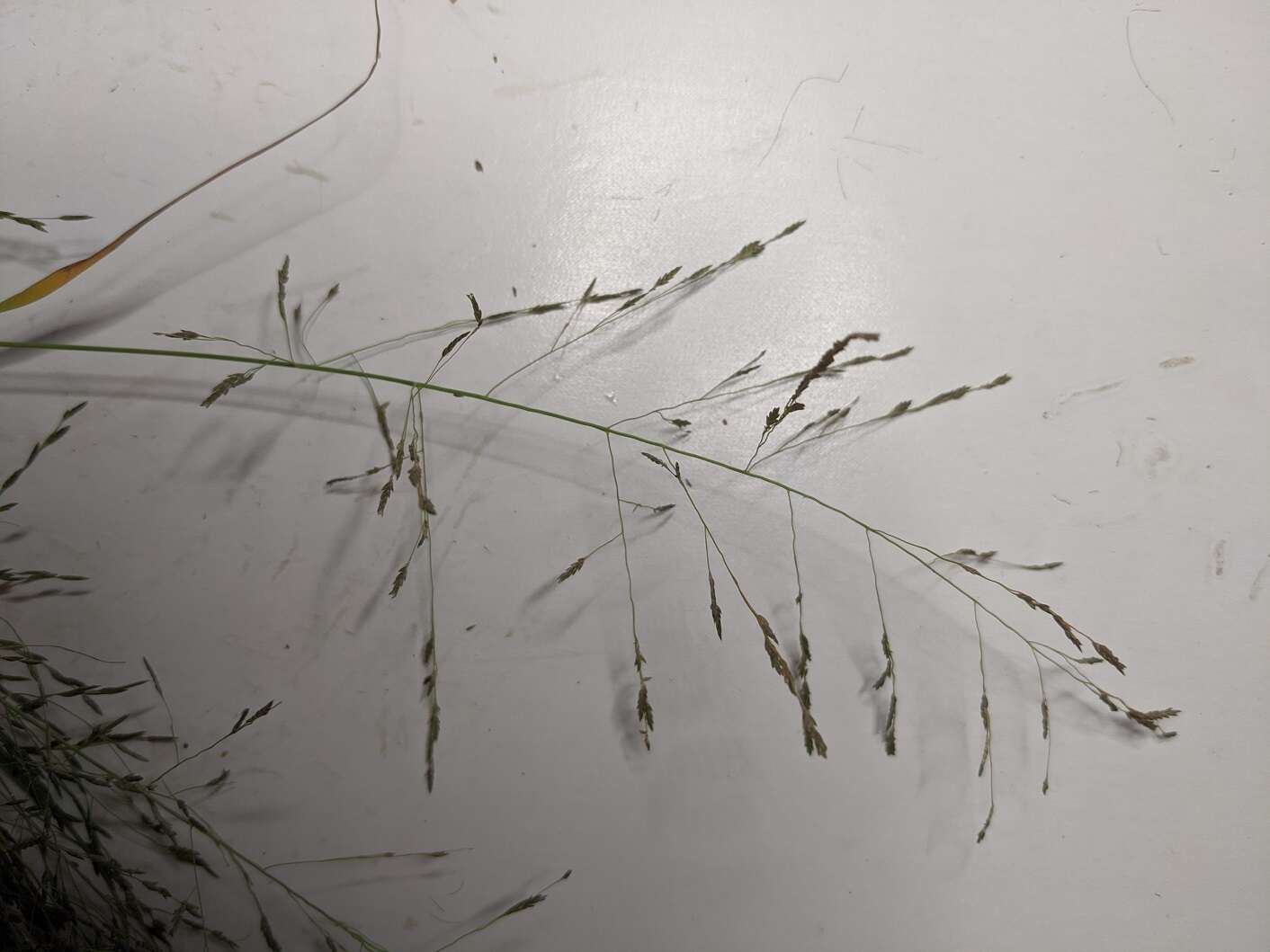 Imagem de Eragrostis pectinacea (Michx.) Nees