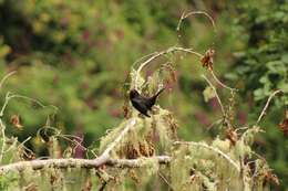 Слика од Turdus merula cabrerae Hartert 1901