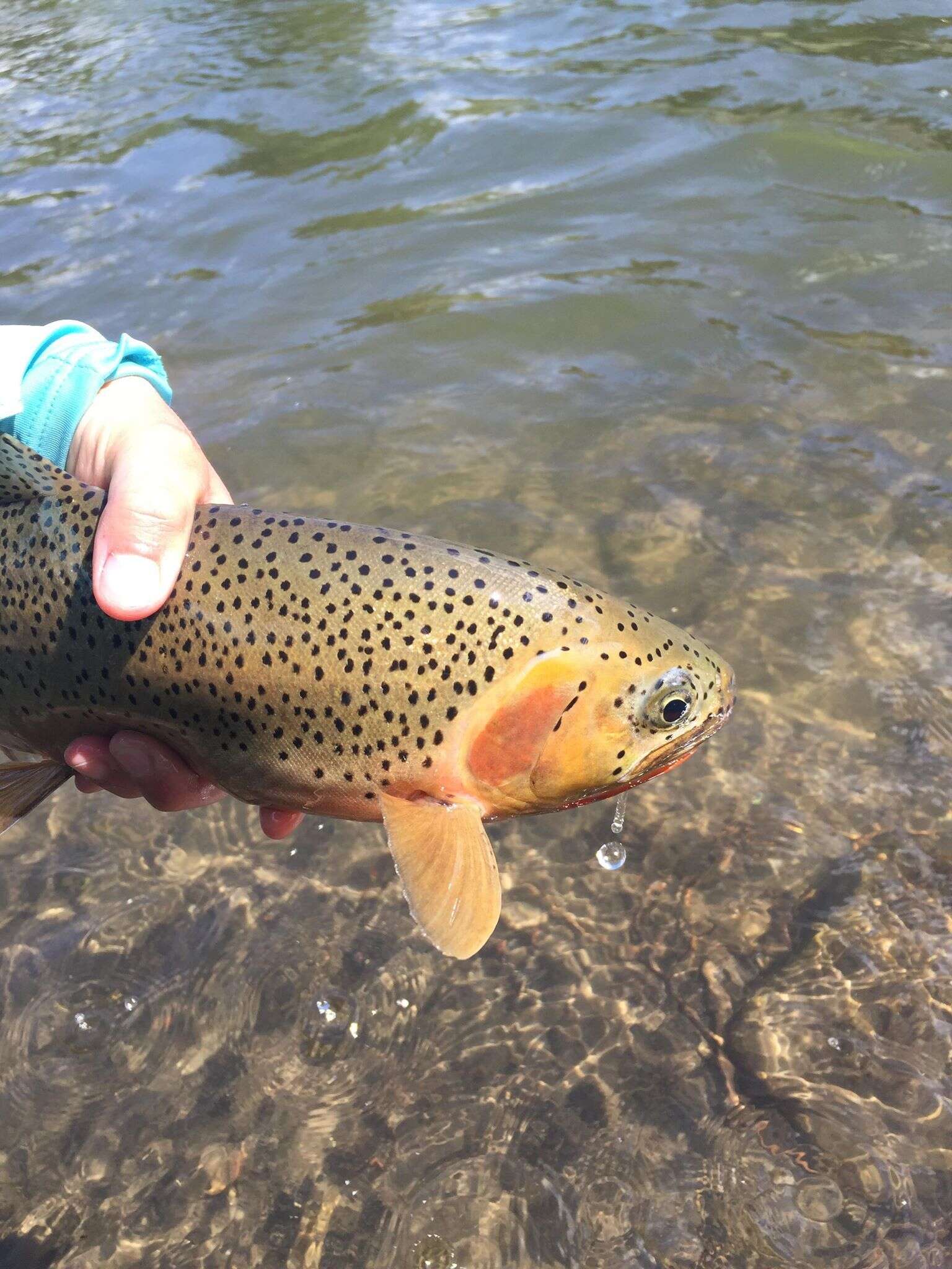 Image of Oncorhynchus clarkii lewisi (Girard 1856)