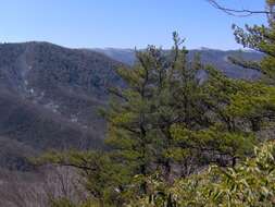 Image of Hickory Pine