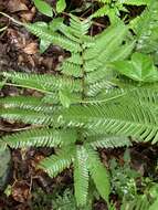 Plancia ëd Pteris khasiana subsp. fauriei (Hieron.) Fraser-Jenk.