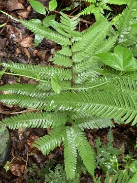 Imagem de Pteris khasiana subsp. fauriei (Hieron.) Fraser-Jenk.