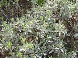 صورة Salvia officinalis subsp. lavandulifolia (Vahl) Gams