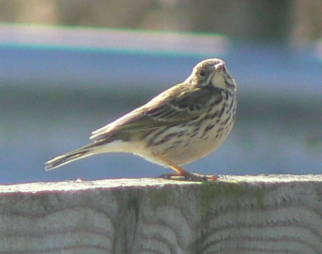 Image of Meadow Pipit