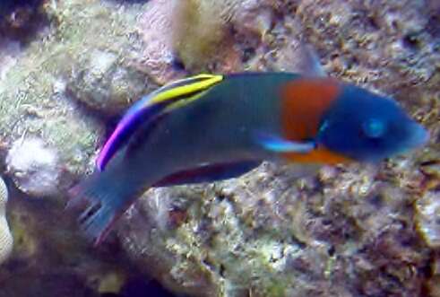 Image of Saddle wrasse