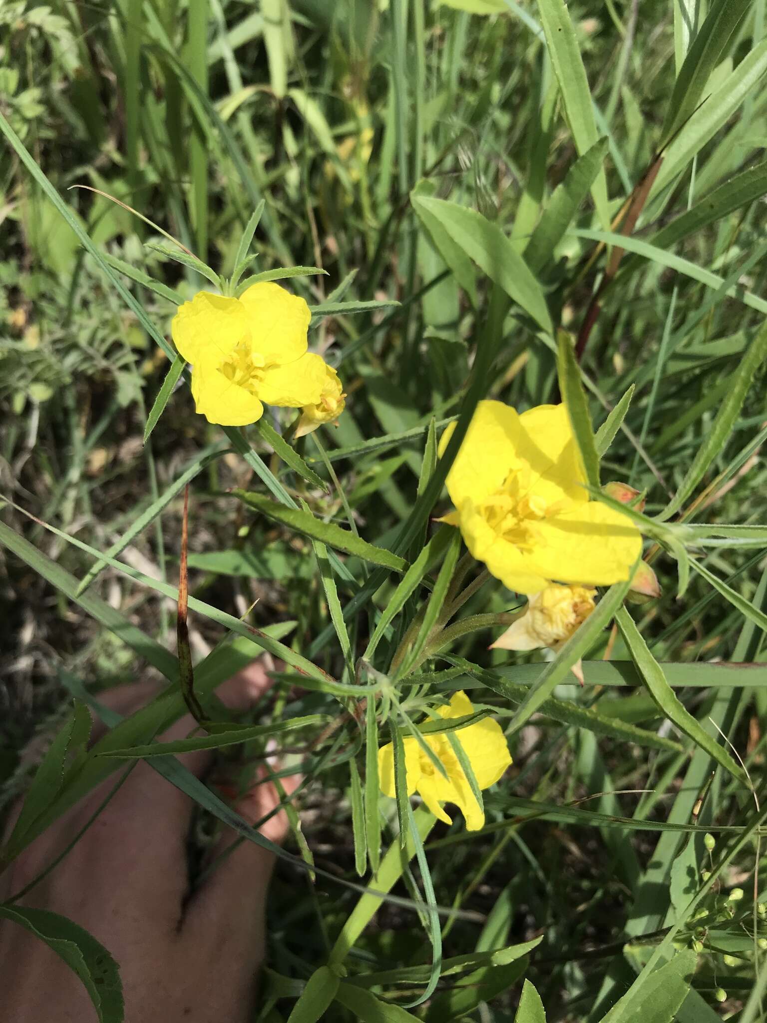 Oenothera serrulata Nutt. resmi