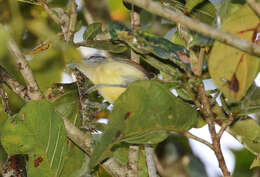 Image of Rufous-winged Antwren