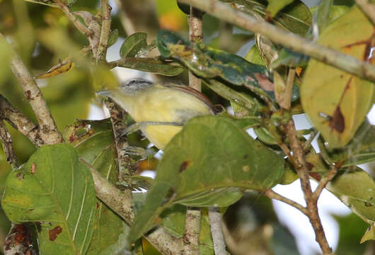 Image of Rufous-winged Antwren