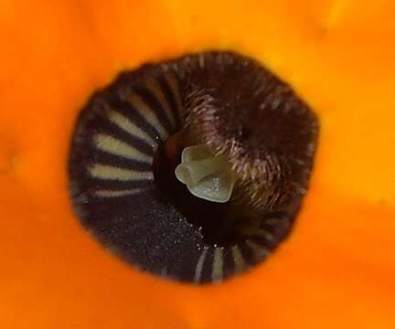 Image of blackeyed Susan vine