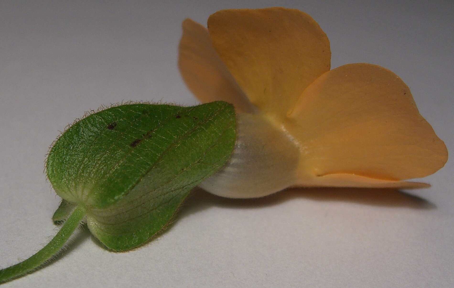 Image of blackeyed Susan vine