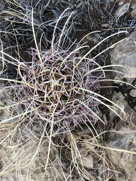 Image of Chihuahuan Fishhook Cactus