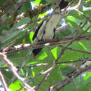 Image of Red-billed Pied Tanager