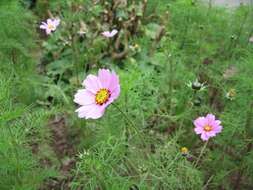 Image of garden cosmos