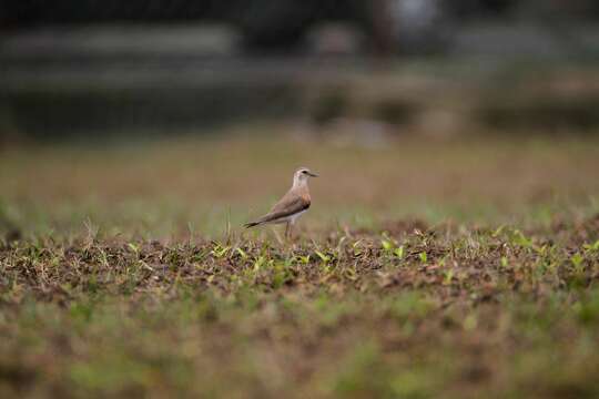 Charadrius veredus Gould 1848 resmi