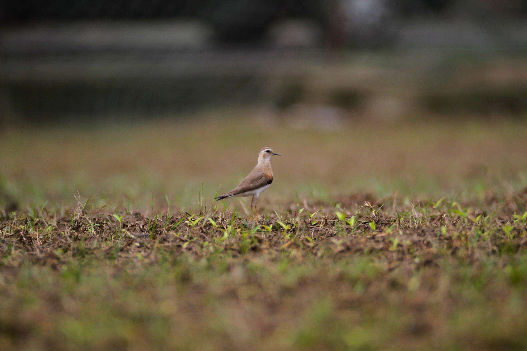 Image of Oriental Dotterel